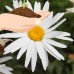Shasta Daisy Flower Seeds - Silver Princess Variety - 500 Seeds - White Blooms, Yellow Centers - Perennial Daisies - Leucanthemum x superbum   566996805